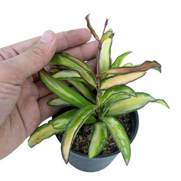 Hoya Kentiana Variegated