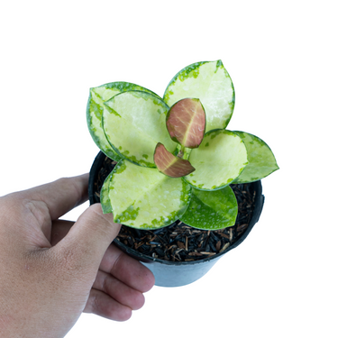 Hoya Australis Lisa