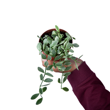 Hoya Dischida Variegated - Plantstop.us