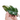 Philodendron Red Anderson