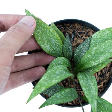 Hoya Parviflora Splash