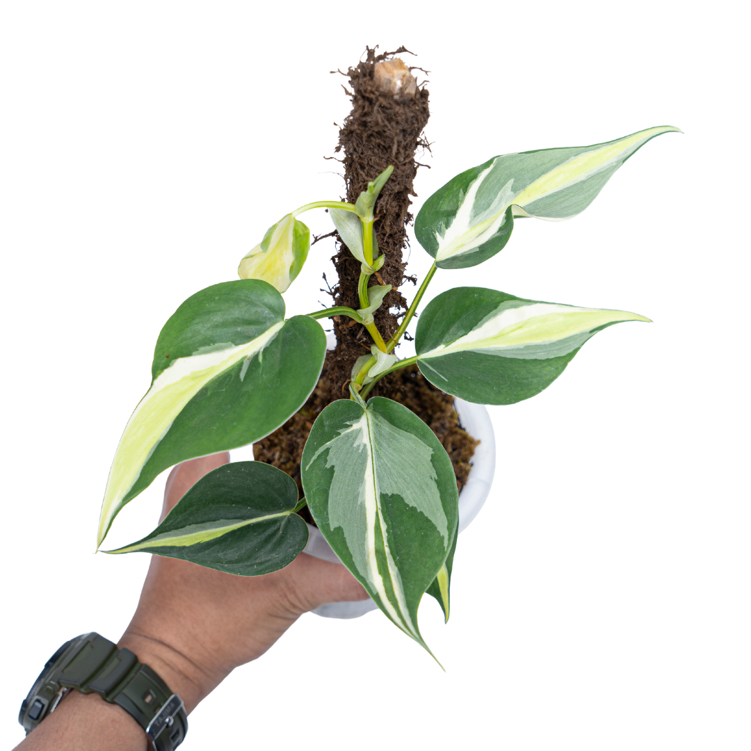 philodendron hederaceum gabby Philodendron hederaceum 'Cream Splash'