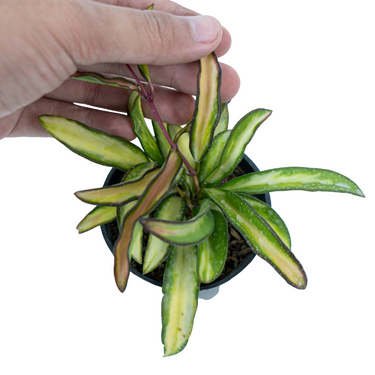Hoya Kentiana Variegated