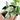 Epipremnum Pinnatum Marble Queen - Plantstop.us