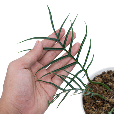 Philodendron Tortum