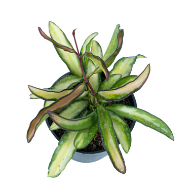 Hoya Kentiana Variegated