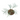 Philodendron Tortum