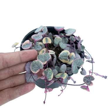 String of Heart Variegated