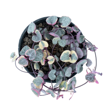 String of Heart Variegated