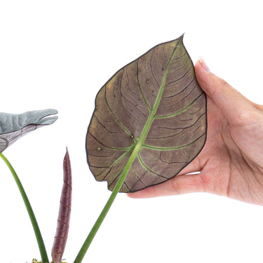 Alocasia Reginae Sp borneo