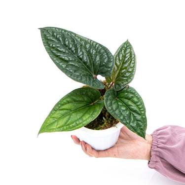 Anthurium Radicans - Plantstop.us