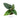 Anthurium Radicans - Plantstop.us