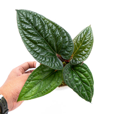 Anthurium Radicans - Plantstop.us
