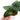 Anthurium Radicans - Plantstop.us
