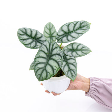 Alocasia Silver Dragon