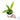 Anthurium Vittarivolium