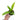 Anthurium Vittarivolium