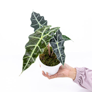 Alocasia Polly