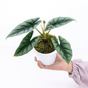 Alocasia Reversa Borneo