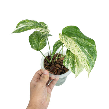 Amydrium Variegated