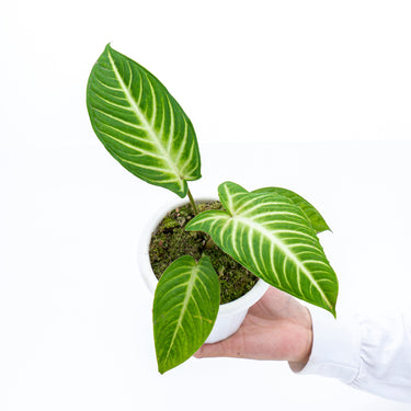 Caladium Lindenii - Xanthosoma - Plantstop.us