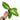 Caladium Lindenii - Xanthosoma - Plantstop.us
