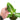 Caladium Lindenii - Xanthosoma - Plantstop.us