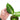 Caladium Lindenii - Xanthosoma - Plantstop.us