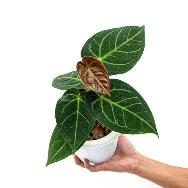 Anthurium Dressleri x Magnificum Verde