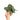 Anthurium Dressleri x Forgetii Medium size - Plantstop.us