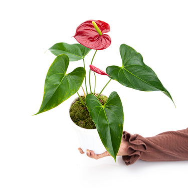 Anthurium Andreanum - Flamingo Flower - Plantstop.us