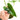 Anthurium Andreanum - Flamingo Flower - Plantstop.us