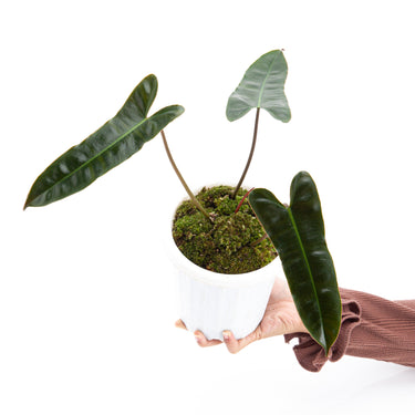 Philodendron Billiteae x Atabapoense