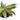 Calathea Magicstar Variegated - Plantstop.us
