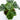 Calathea Fasciata - Plantstop.us