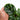 Calathea Fasciata - Plantstop.us