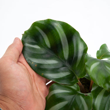 Calathea Fasciata - Plantstop.us