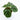 Calathea Fasciata - Plantstop.us