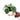 Calathea Fasciata - Plantstop.us
