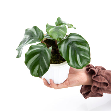 Calathea Fasciata - Plantstop.us