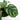 Calathea Fasciata - Plantstop.us