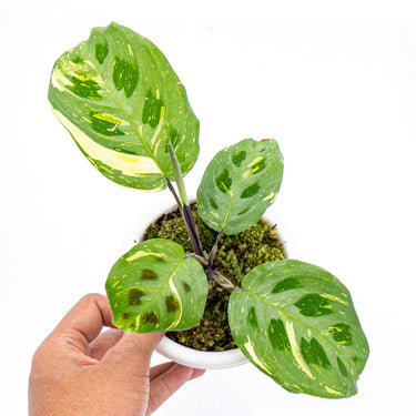Calathea Butterfly Variegated - Plantstop.us