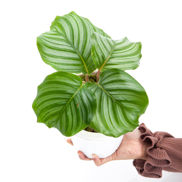 Calathea Orbifolia - Plantstop.us