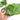Calathea Orbifolia - Plantstop.us