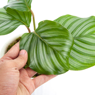 Calathea Orbifolia - Plantstop.us