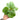 Calathea Orbifolia - Plantstop.us