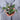 Calathea White Fusion - Plantstop.us
