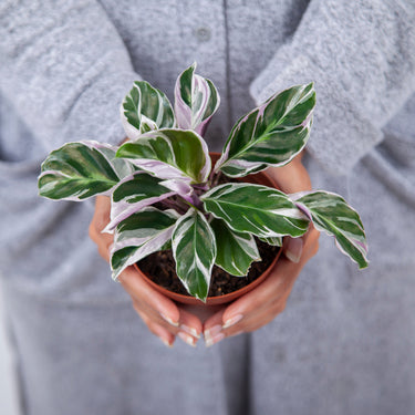 Calathea White Fusion - Plantstop.us