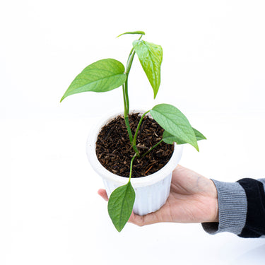 Epipremnum Pinnatum Cebu Blue - Plantstop.us