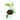 Epipremnum Pinnatum Cebu Blue - Plantstop.us
